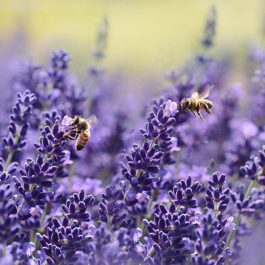 Lavender Avice Hill (Low Allergen) Essential Oil