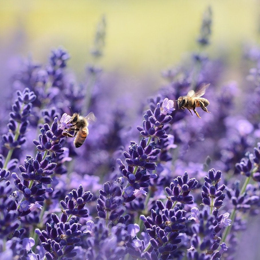 Lavender Avice Hill (Low Allergen) Essential Oil