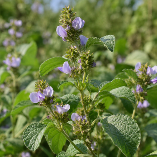 Bakuchiol Extract