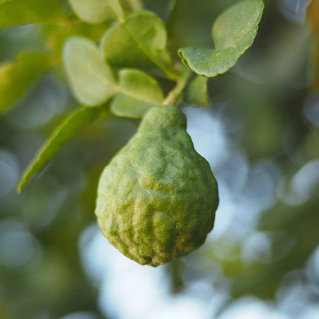 Bergamot Fruit