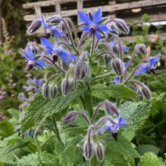Borage Seed Oil - Certified Organic