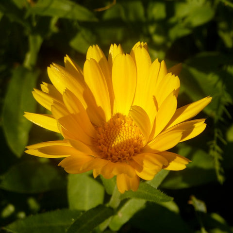 Calendula Flower Infused in Sunflower Oil - Certified Organic