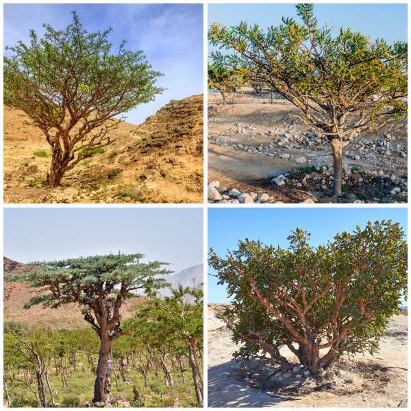 Frankincense 6X Super Blend