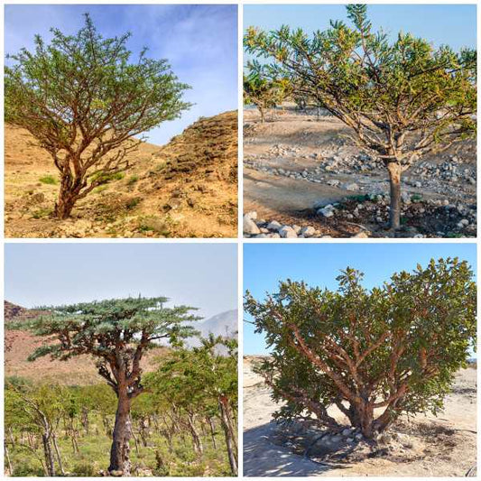 Frankincense 6X Super Blend