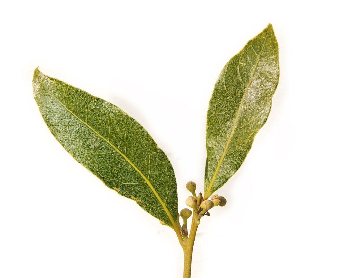 Bay Laurel Essential Oil