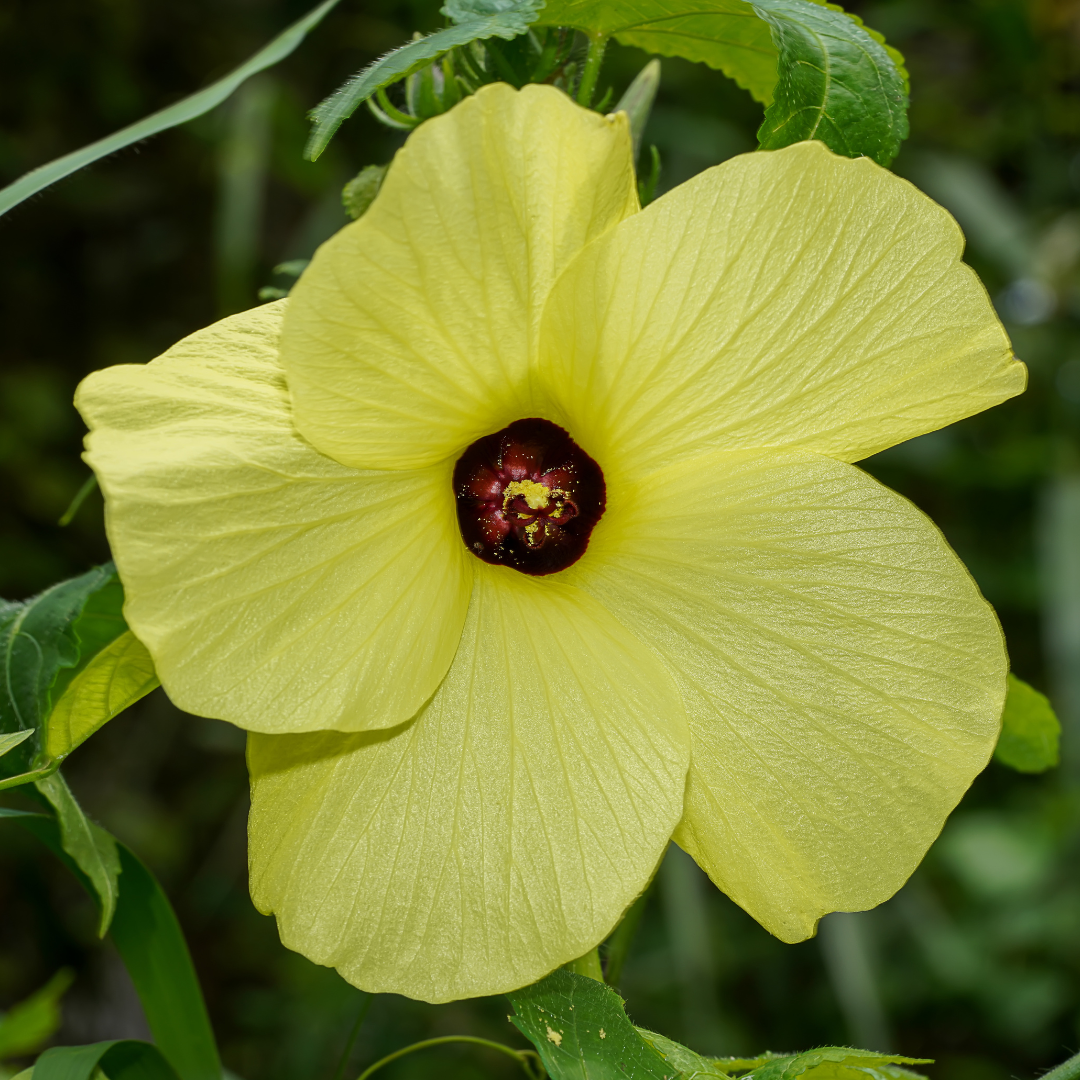 Ambrette Seed (Musk) CO2