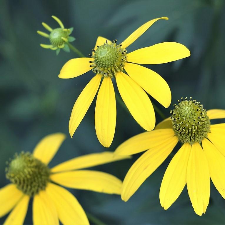 Arnica Flower Infused in Organic Oil