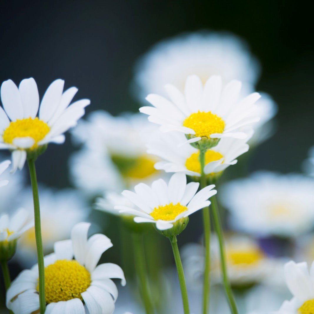 Chamomile Roman Essential Oil