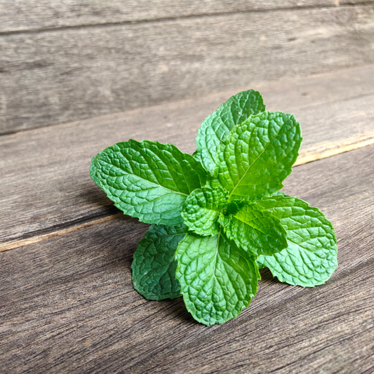 Peppermint Leaf CO2