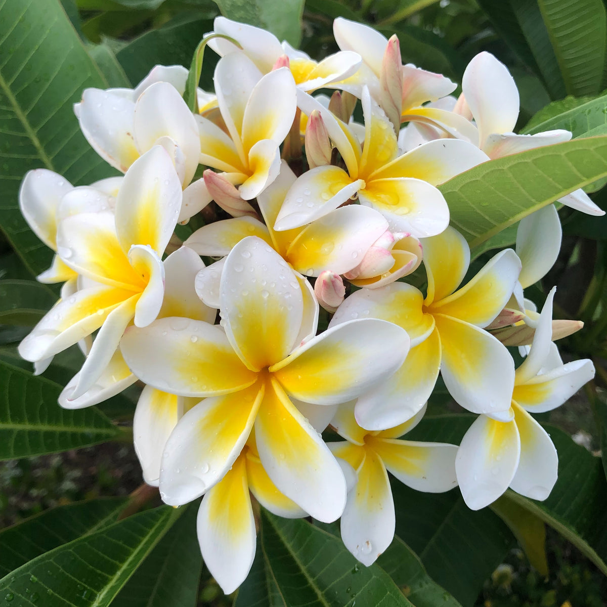 Frangipani Absolute (Indian Sweet) Zurma Botanical Oil Studio