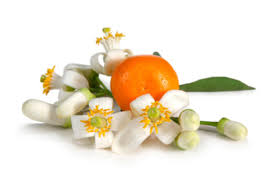 Orange Blossom Hydrosol