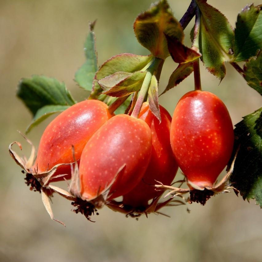 Rosehip Seed Oil - Certified Organic