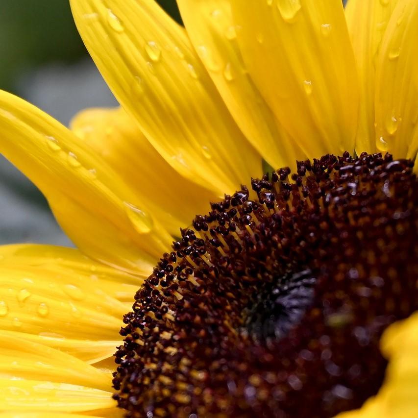 Vitamin E Tocopherol - GMO FREE