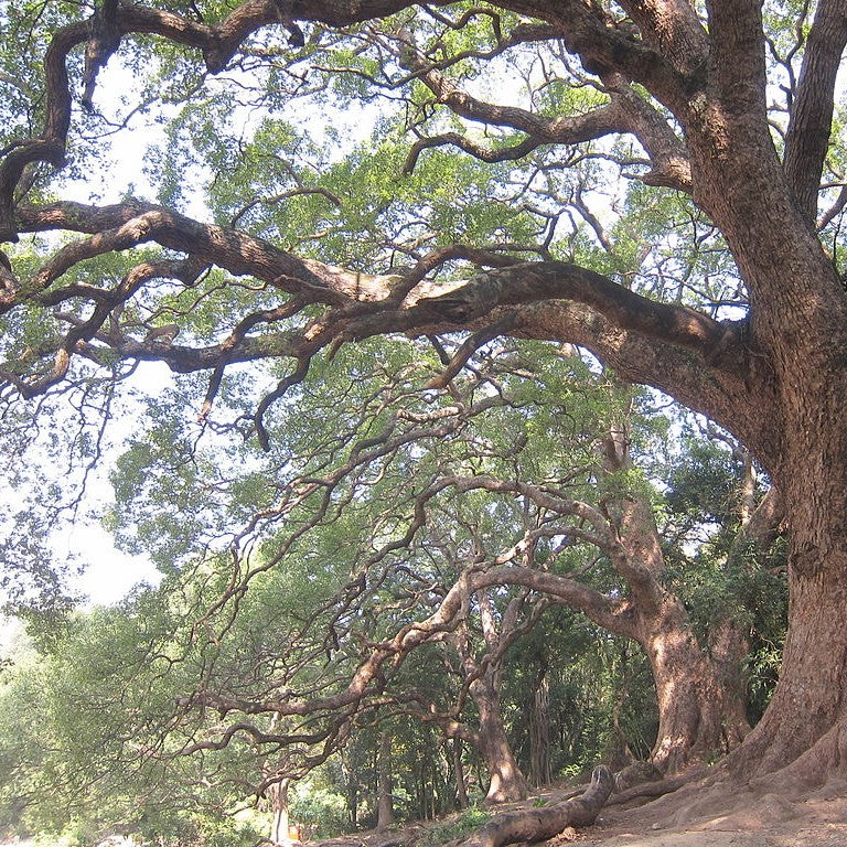 Camphor White Essential Oil