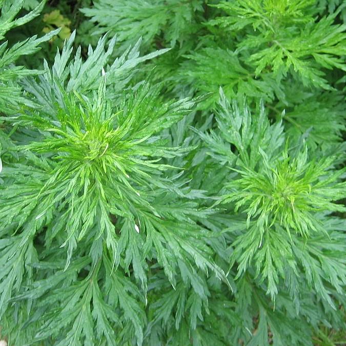 Davana Essential Oil
