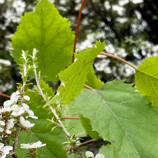 Hoheria Extract