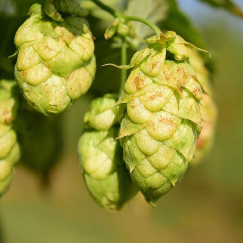 Hop Essential Oil