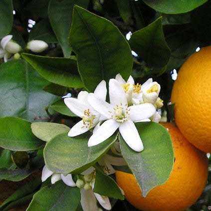 Petitgrain Orange Essential Oil