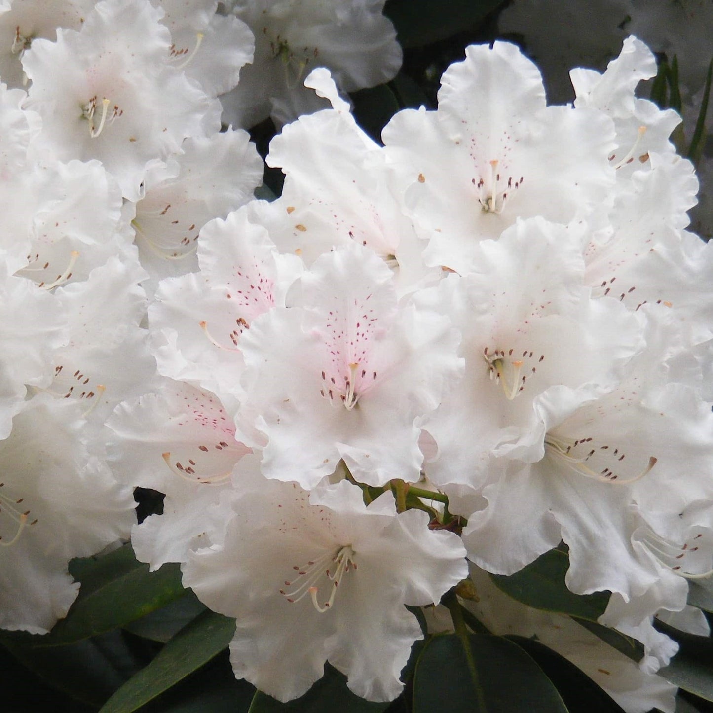 Rhododendron Essential Oil