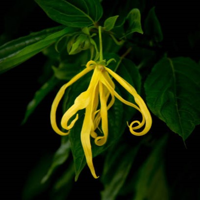 Ylang Ylang Grade 1 Essential Oil