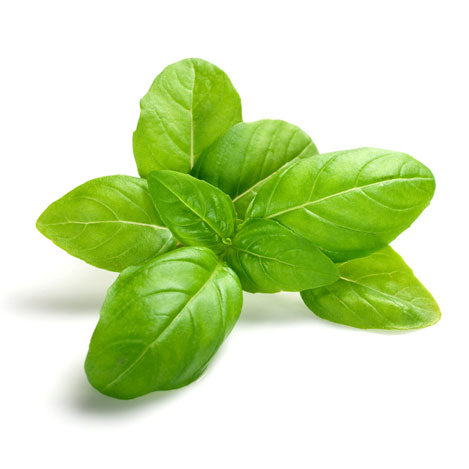 Basil Sweet ct. Linalool Essential Oil