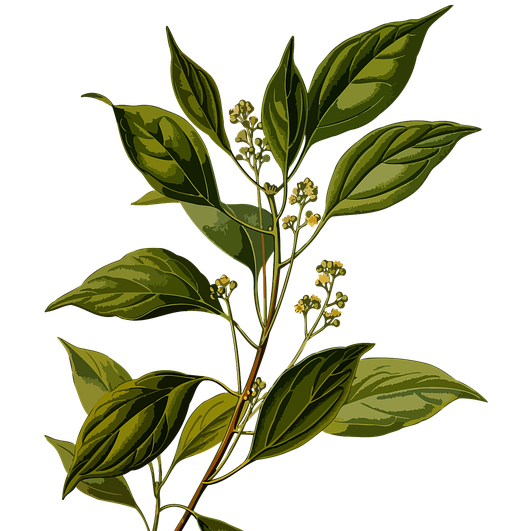 Camphor White Essential Oil