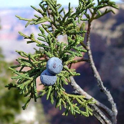 Cedarwood Virginia Essential Oil