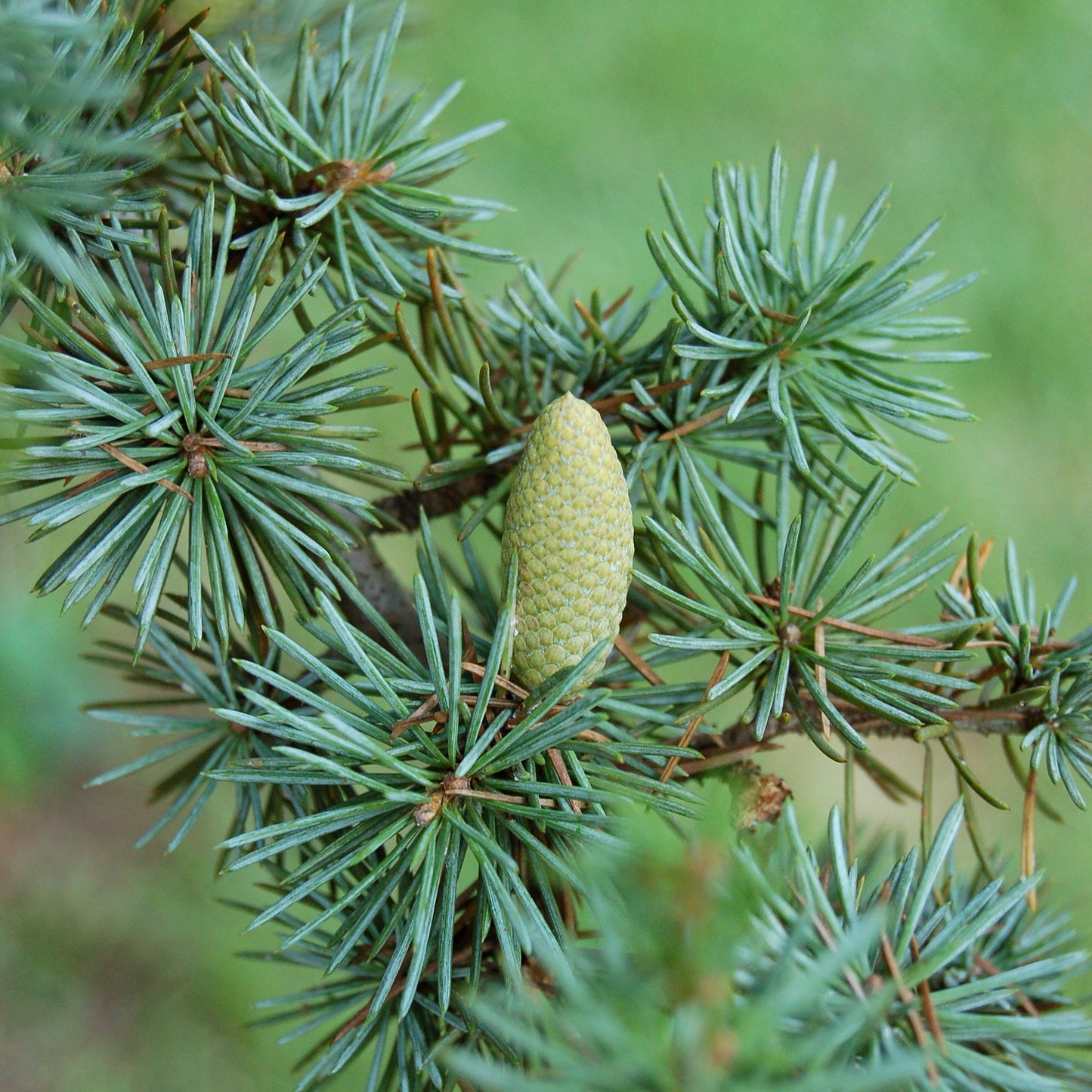 Cedarwood Atlas Essential Oil