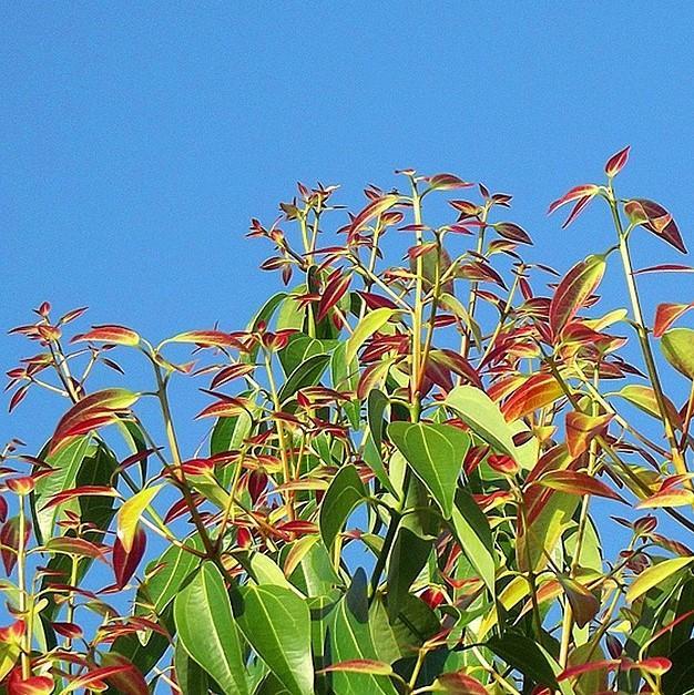 Cinnamon Leaf Essential Oil
