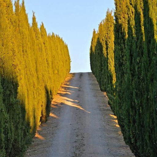 Cypress Essential Oil
