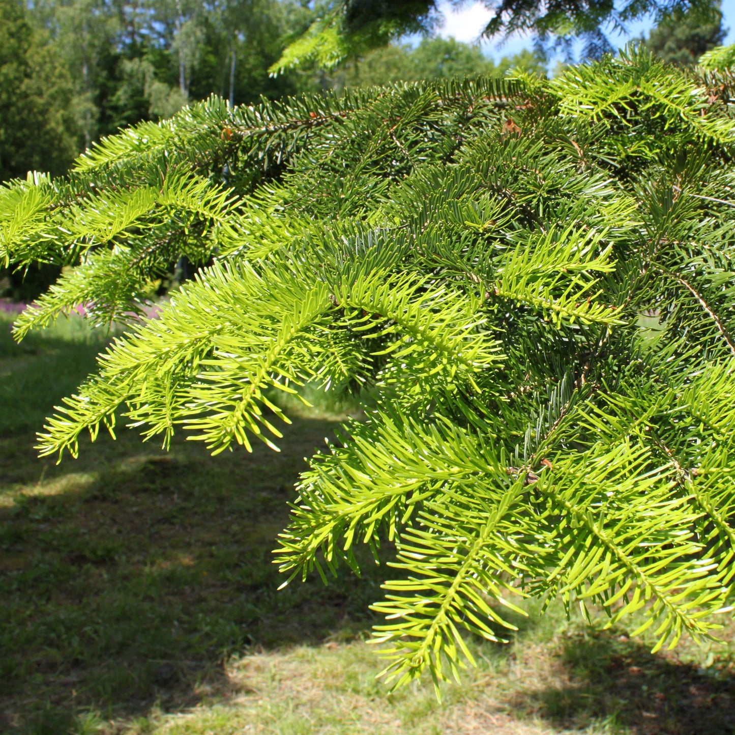 Fir Needle Siberian Essential Oil