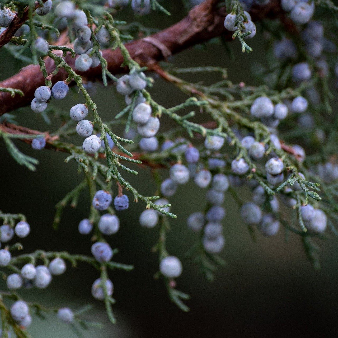 Juniper Berry Essential Oil