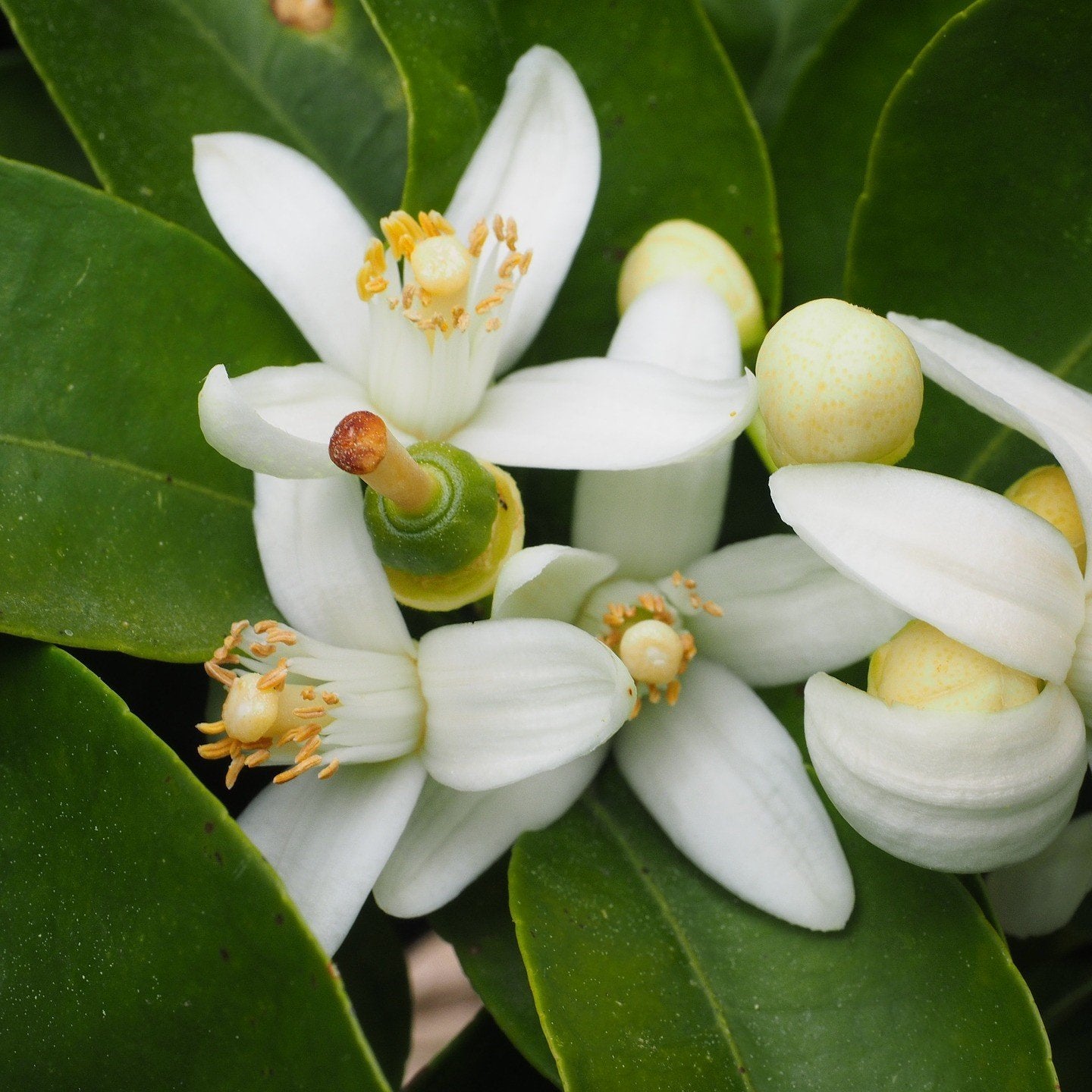 Orange Blossom Hydrosol