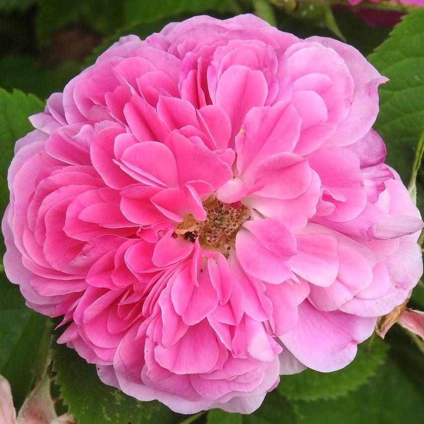 Antique Rose Essential Oil Blend