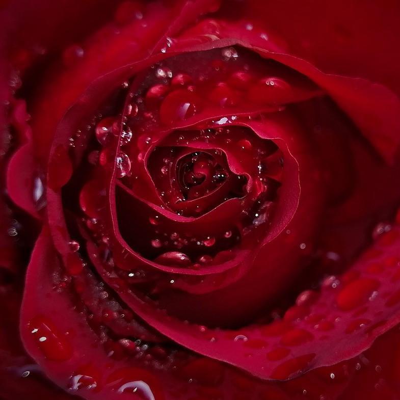 Rose Hydrosol - Certified Organic