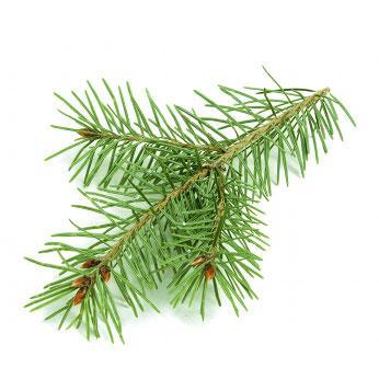 Scotch Pine Essential Oil
