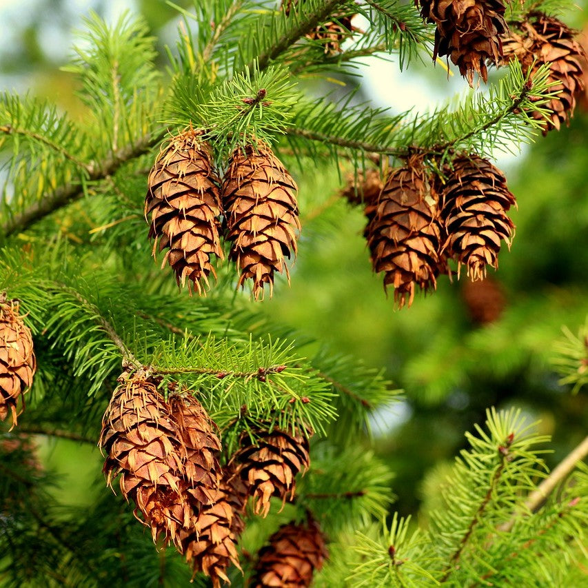 Spruce Black Essential Oil