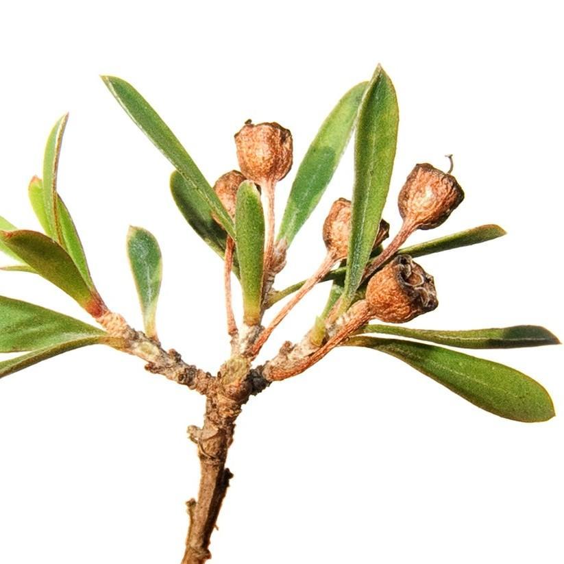 Tea Tree Australian Essential Oil