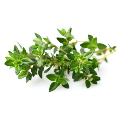 Thyme Red Essential Oil