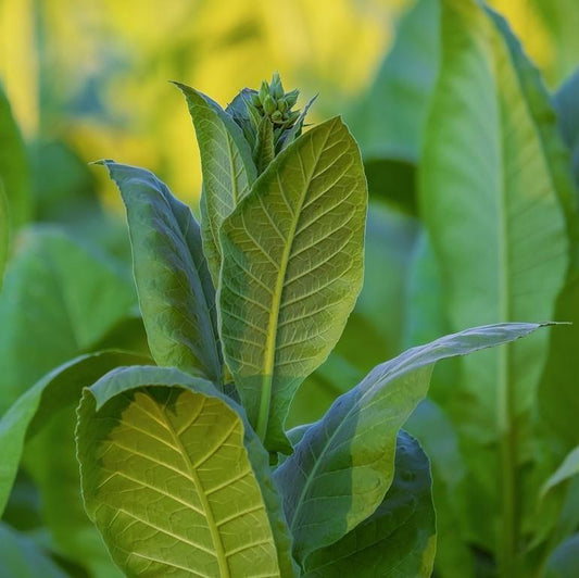 Tobacco Absolute