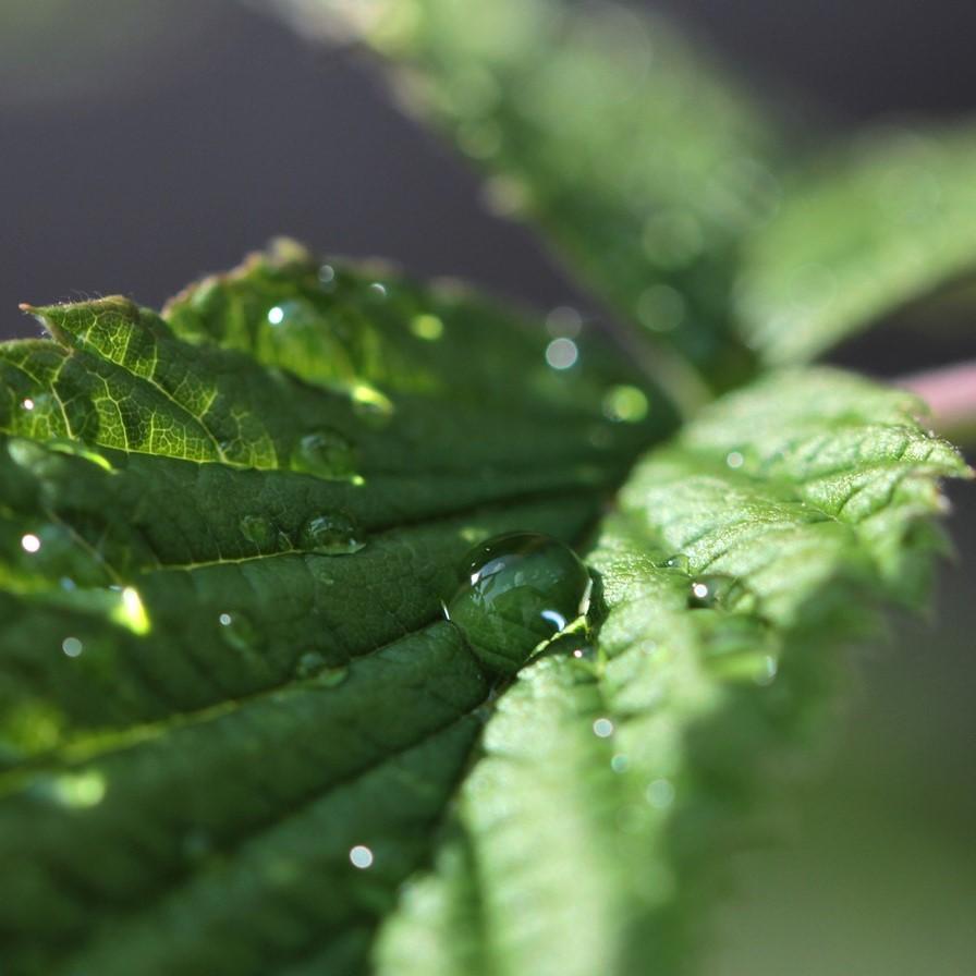 Peppermint Hydrosol