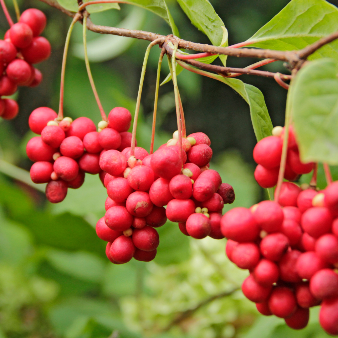 Schisandra Fruit CO2
