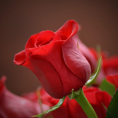 Rose Absolute (Bulgarian)