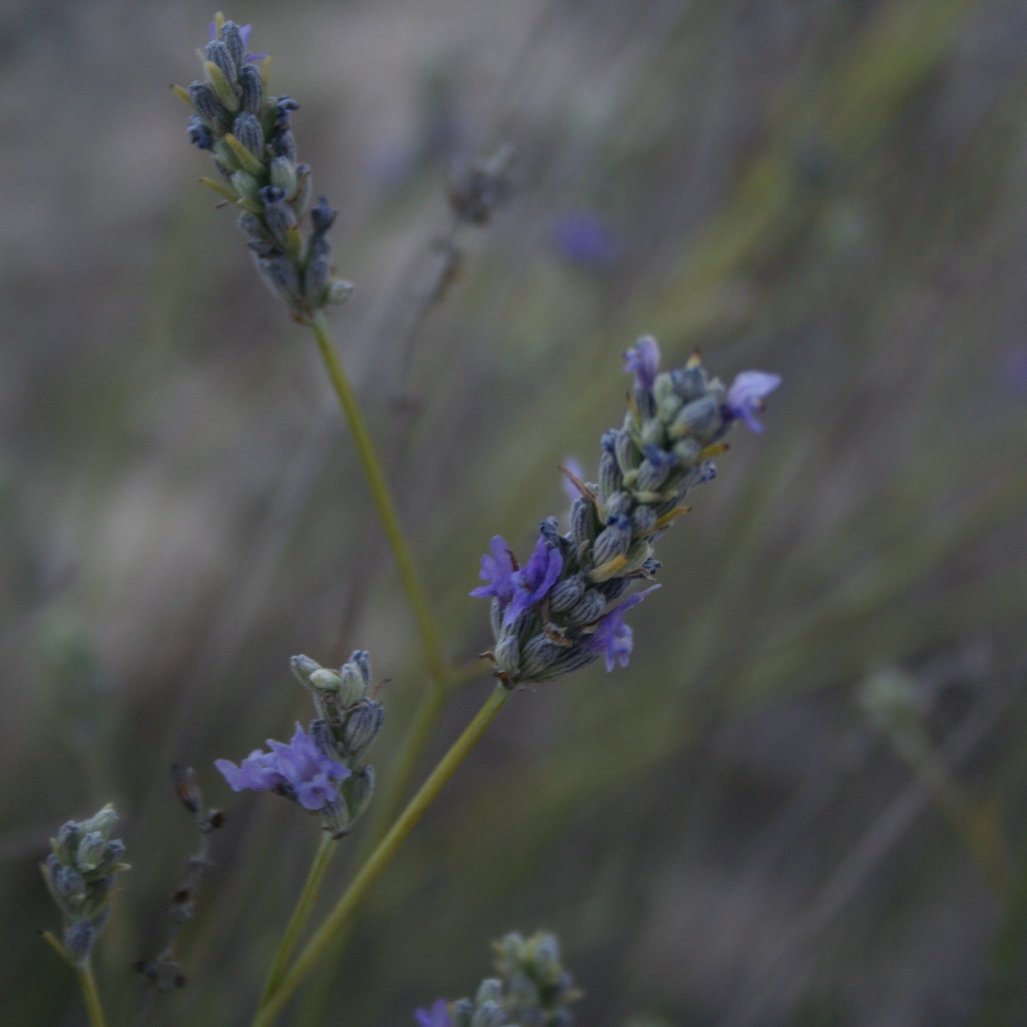 Lavender Hydrosol