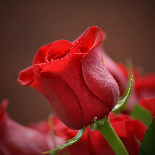 Rose Absolute (Bulgarian)