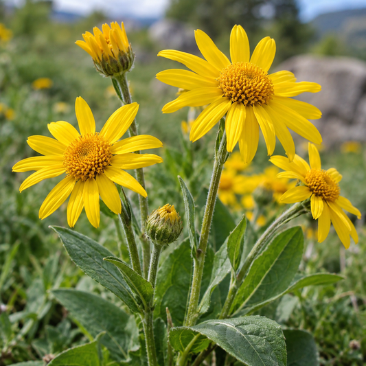 Arnica Flower Oil Infusion - Certifed Organic