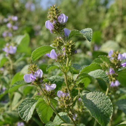 Bakuchiol Extract