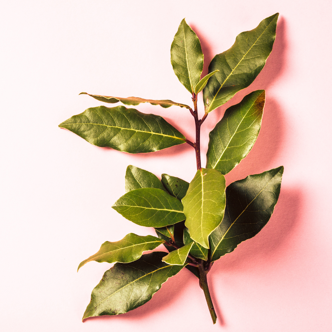 Bay Laurel Essential Oil