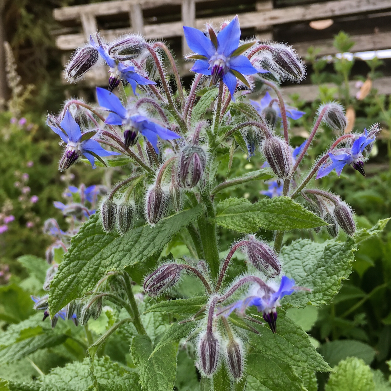 Borage Seed Oil - Certified Organic