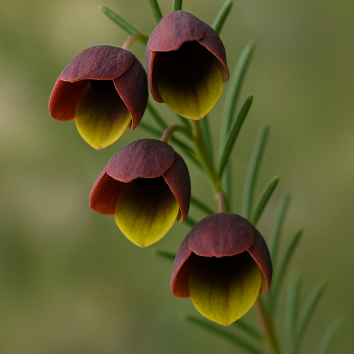 Boronia - Natural Replacement Blend